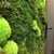 Портфолио: зеленая живая стена из 3 видов мха для  оформления vip-зоны