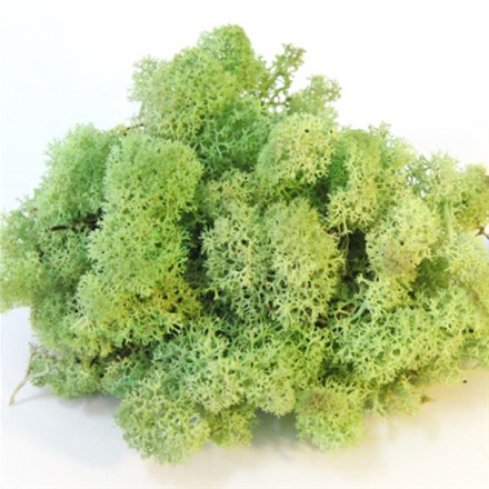 Стабилизированный мох Ягель "Mint green", 500 гр H009