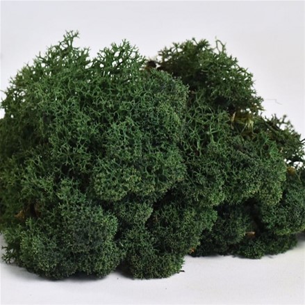 Стабилизированный мох Ягель "Moss green", 500 гр H006