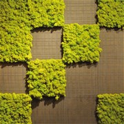 Готовая панель из Мха Ягель,  для создания зеленой стены, 30*30 см H004