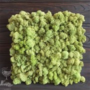 Готовая панель из Мха Ягель, для создания зеленой стены, 30*30 см H004
