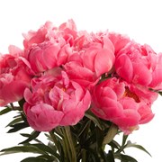 Пион "Coral Charm" (шт)