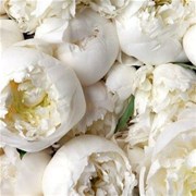 Пион "Dushes" (шт)