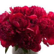 Пион "Red Charm" (шт)